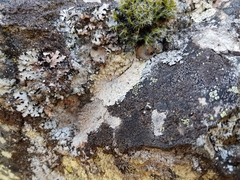 Lepraria membranacea