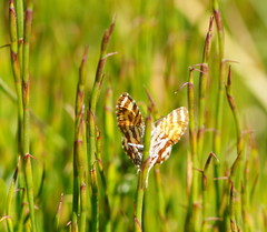 Chrysolarentia polycarpa
