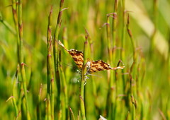 Chrysolarentia polycarpa