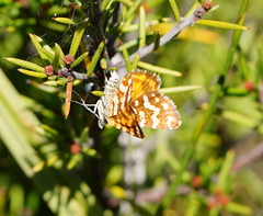 Chrysolarentia polycarpa
