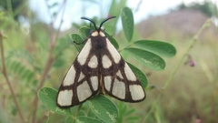 Anaphe