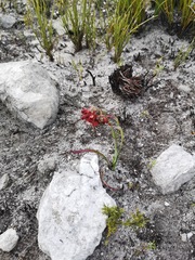 Codonorhiza micrantha