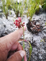 Codonorhiza micrantha