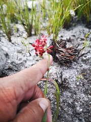 Codonorhiza micrantha
