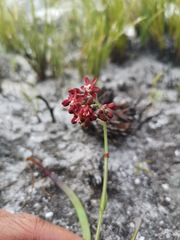 Codonorhiza micrantha