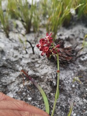 Codonorhiza micrantha