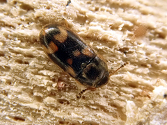 Litargus connexus