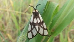 Anaphe