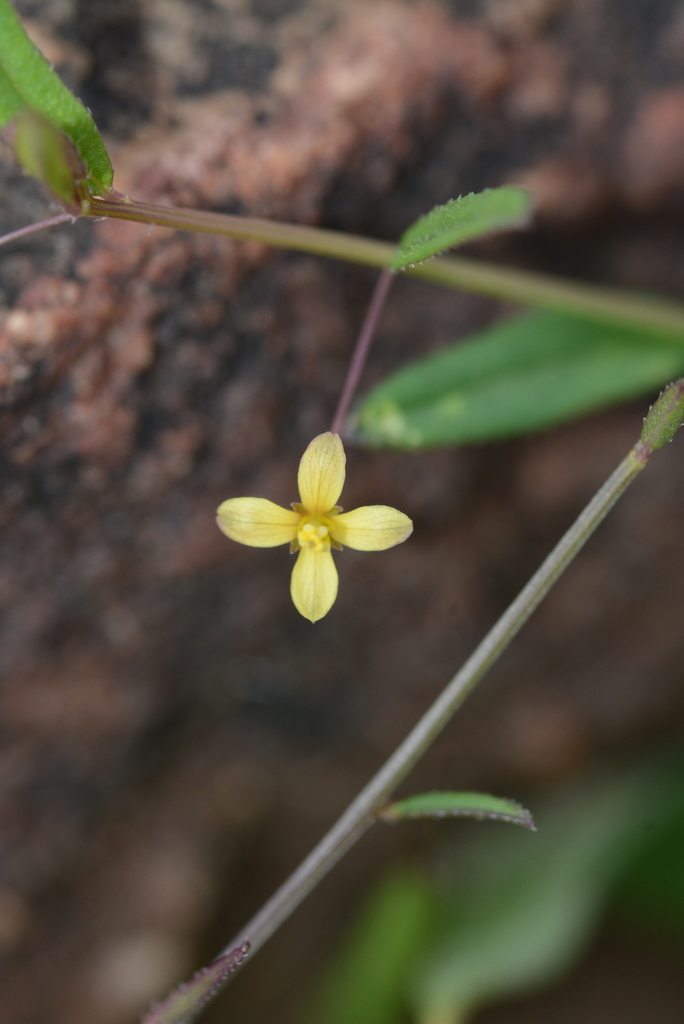 Cleome aspera
