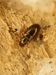 Salpingus planirostris