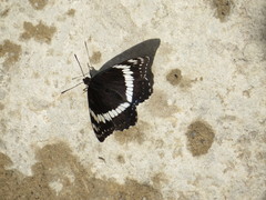 Limenitis weidemeyerii nevadae