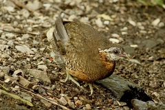 Tropicoperdix chloropus