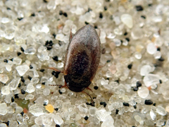 Hydroporus planus