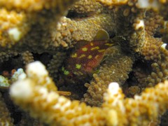 Sebastapistes cyanostigma