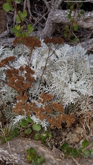 Constancea nevinii