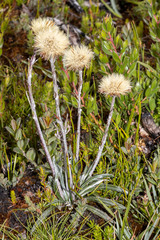 Celmisia asteliifolia