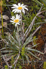 Celmisia asteliifolia