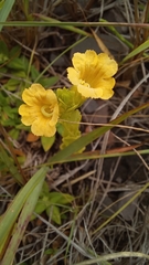 Alectra sessiliflora