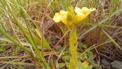 Alectra sessiliflora