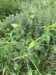 Hibiscus caesius caesius