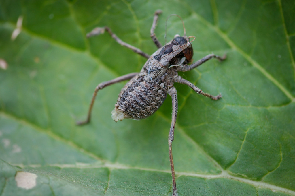 Pachysaga australis