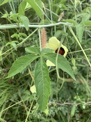 Hibiscus caesius caesius