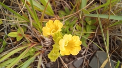 Alectra sessiliflora