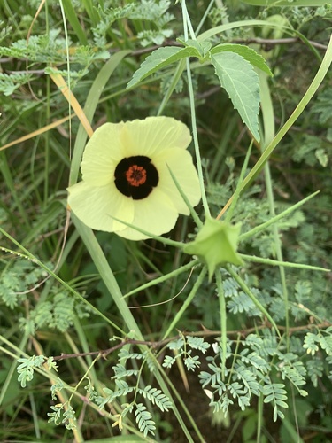 Hibiscus caesius Garcke