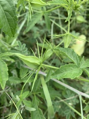 Hibiscus caesius caesius