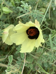 Hibiscus caesius caesius
