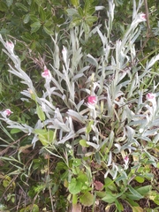 Helichrysum sanguineum