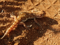 Ptenopus garrulus