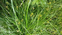 Carex muricata
