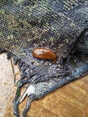 Hirudinaria manillensis