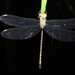 Slender Duskhawker - Photo (c) Matthew Connors, some rights reserved (CC BY-NC), uploaded by Matthew Connors