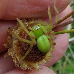 Neosparassus patellatus