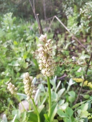 Orchis galilaea