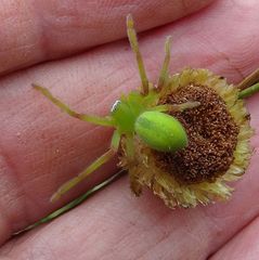 Neosparassus patellatus