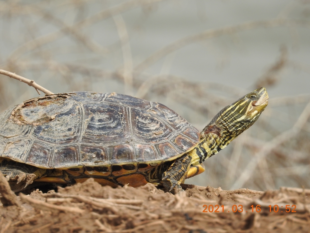 Caspian Turtle