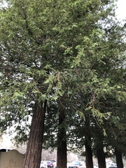 Sequoia sempervirens
