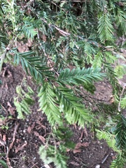 Sequoia sempervirens