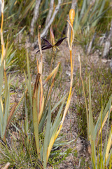 Isophysis tasmanica
