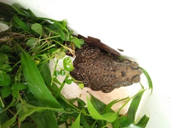 Duttaphrynus melanostictus