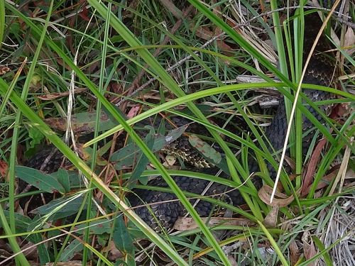 Tiger Snake sighting