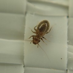 Lepinotus reticulatus