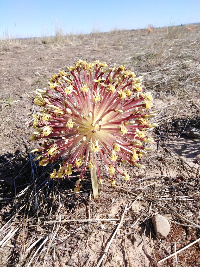 Crossyne flava, Hantam National Botanical Gardens Nieuwoudtville,South Afric
