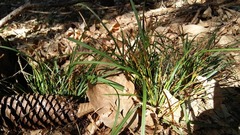 Carex digitata