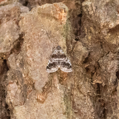 Salma ridiculalis