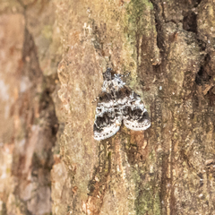 Salma ridiculalis
