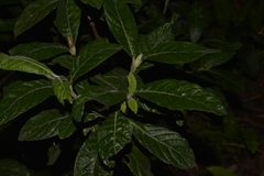 Psychotria loniceroides
